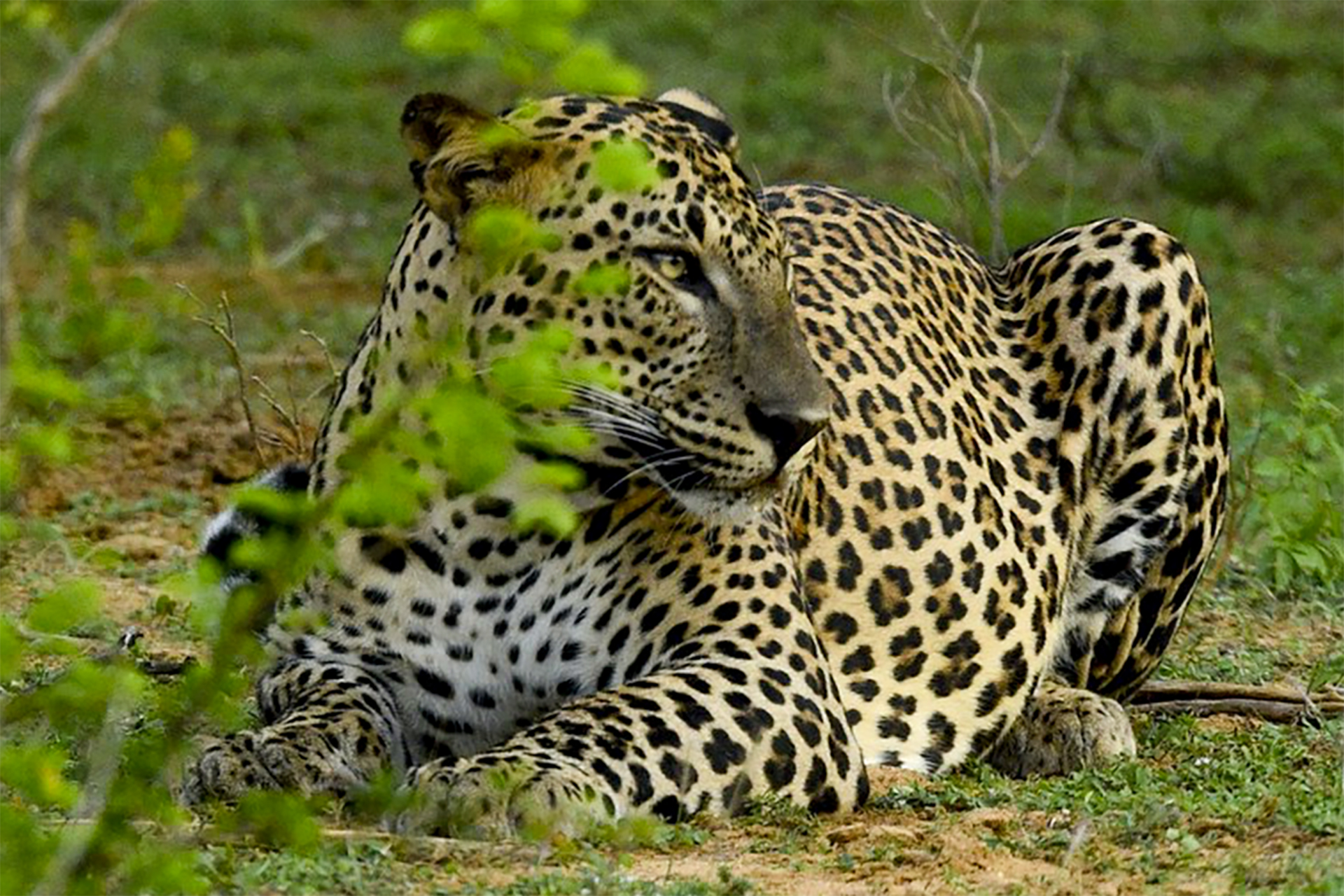 Yala-leopards